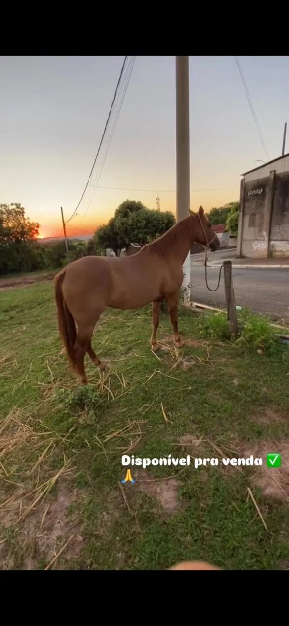 égua quarto de milha  - Foto 4