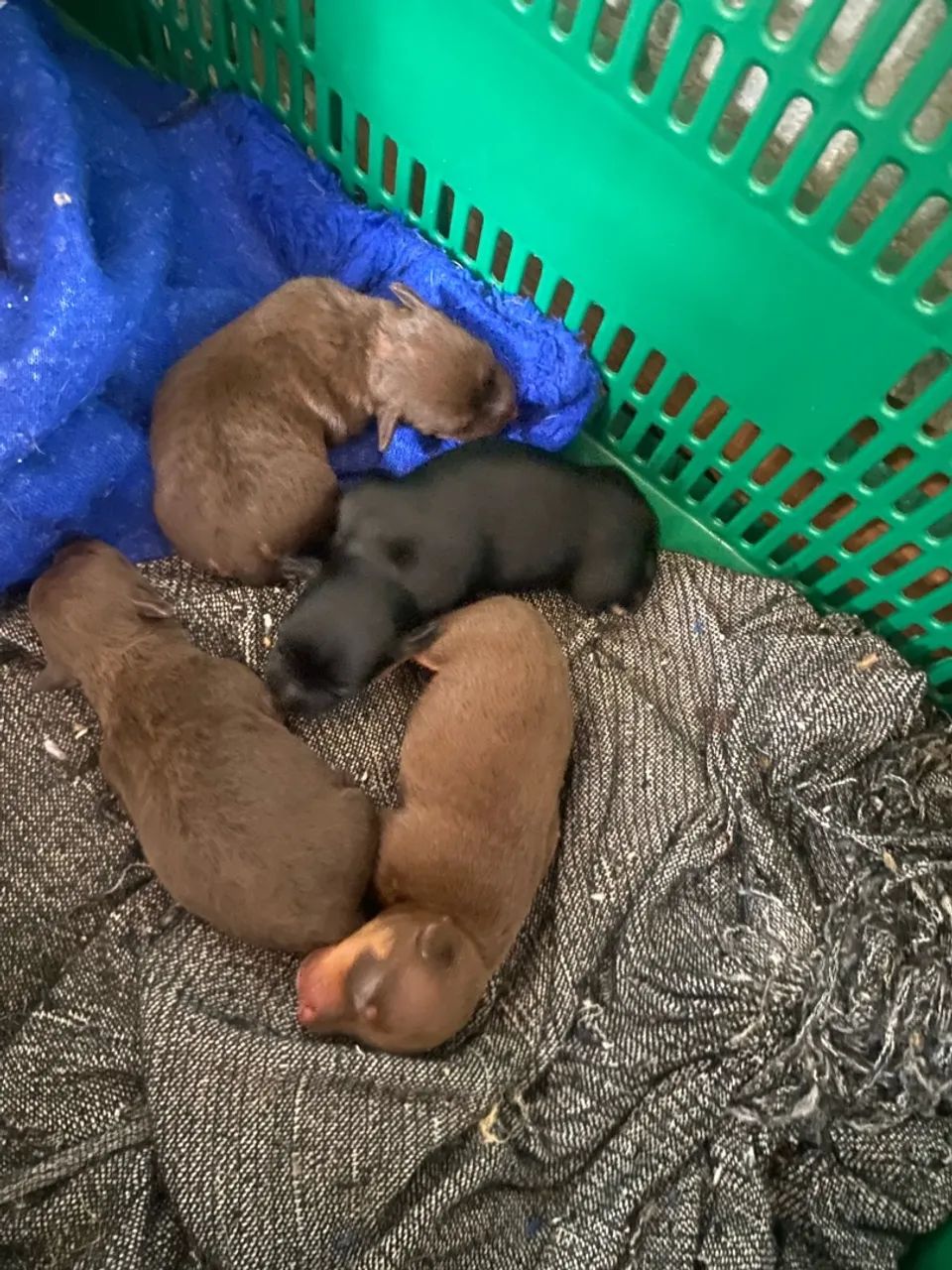 Pinscher - Foto 2