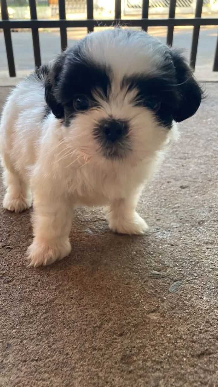  shih tzus macho  - Foto 2