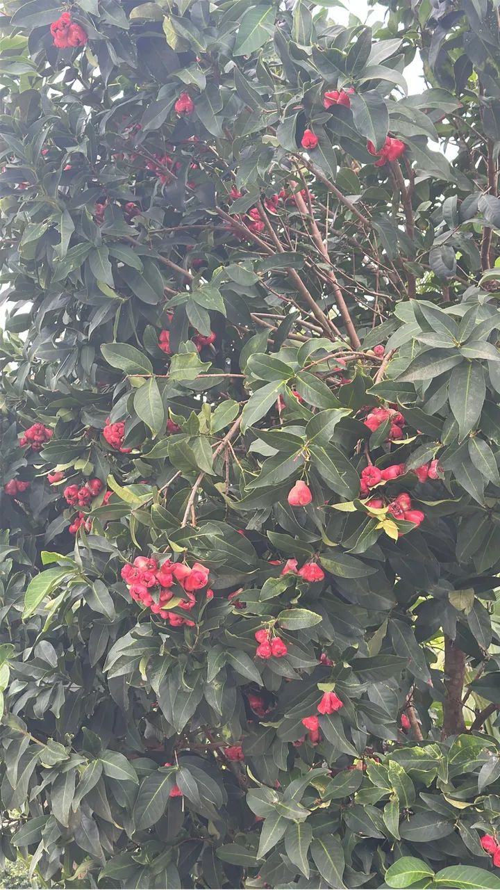 CHÁCARA A VENDA - Foto 5
