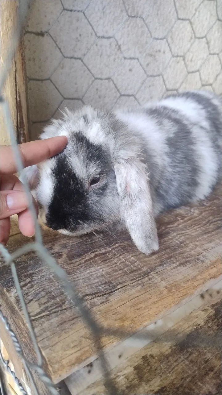 Mini lop - Foto 3