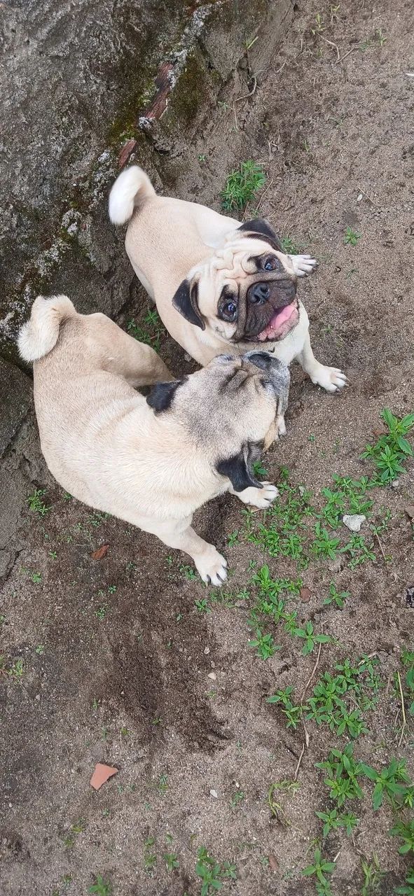 Casal de pung  - Foto 4