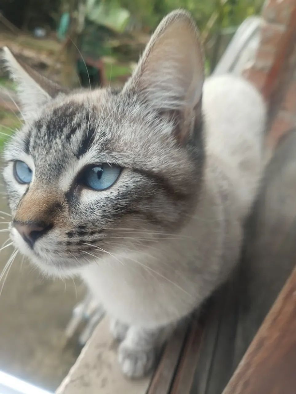 Gatinho 4 meses