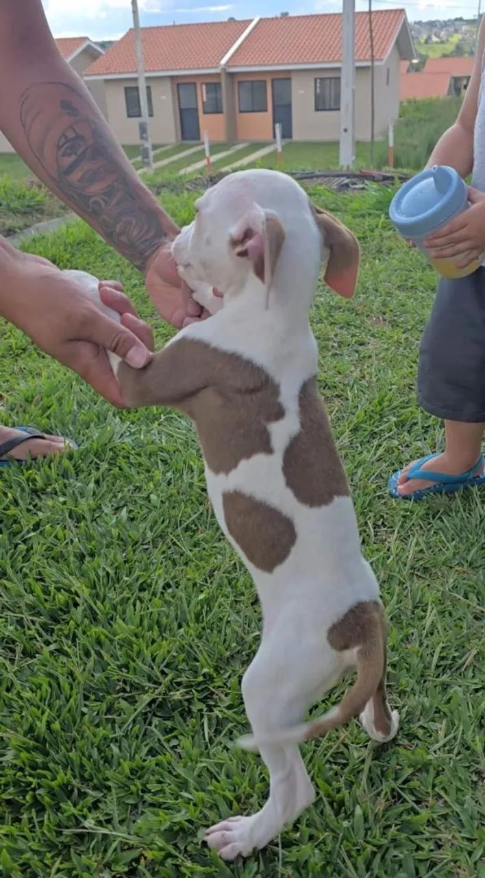 Filhotes de Pitbull - Foto 4