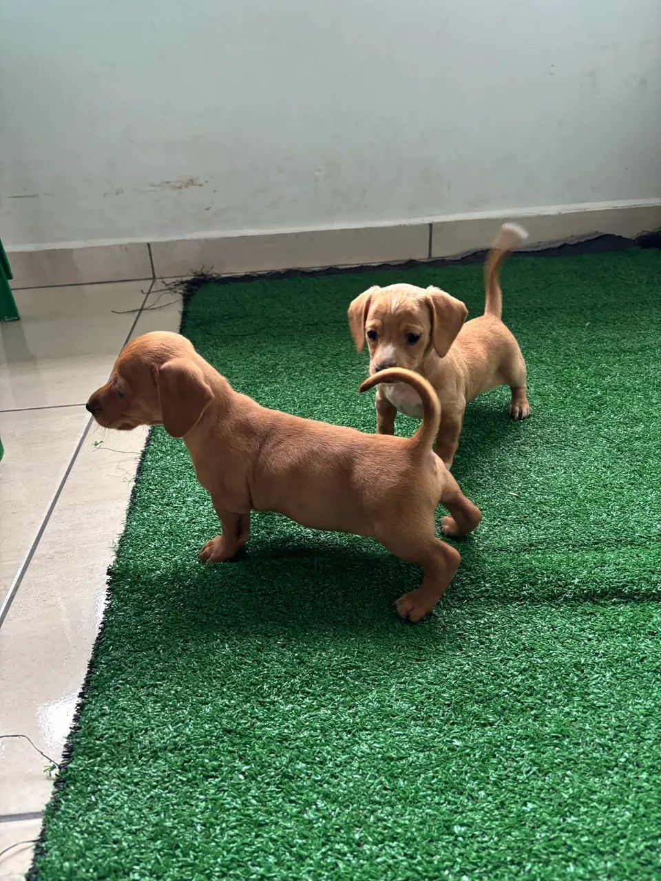Basset, Teckel fêmea e macho 
