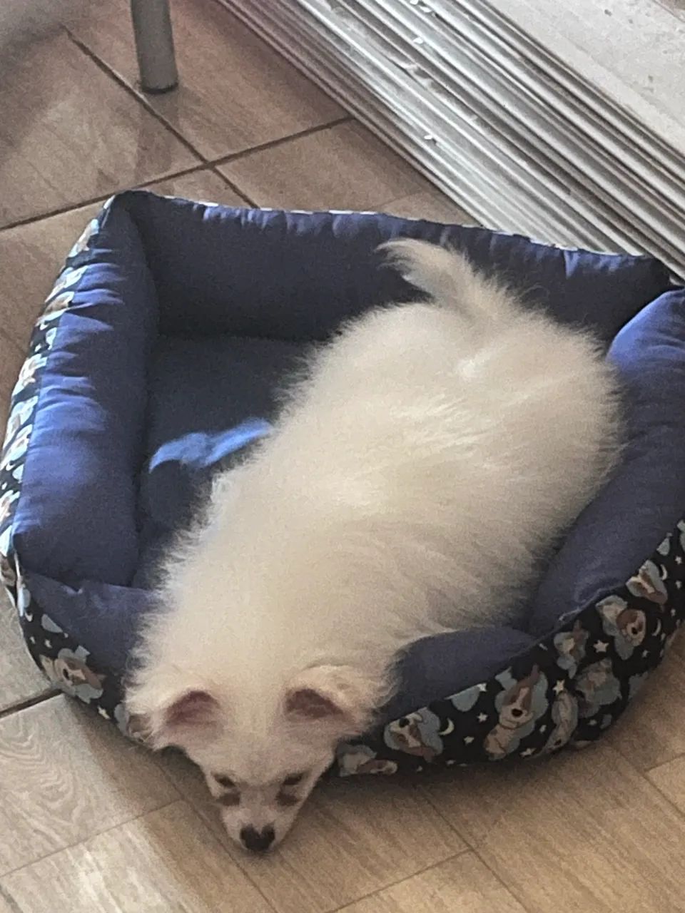 Spitz alemão  - Foto 3