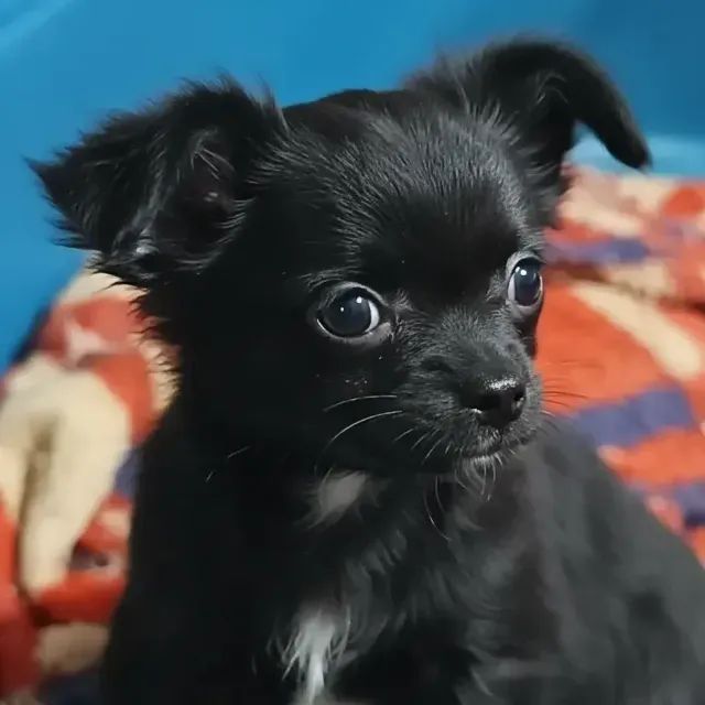 chihuahua pelo longo - Foto 2