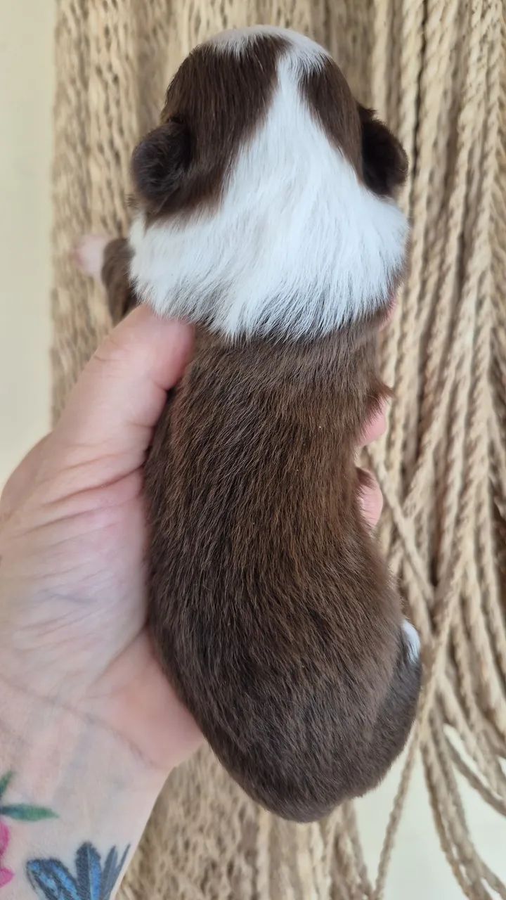 Shitzu fêmea  - Foto 2