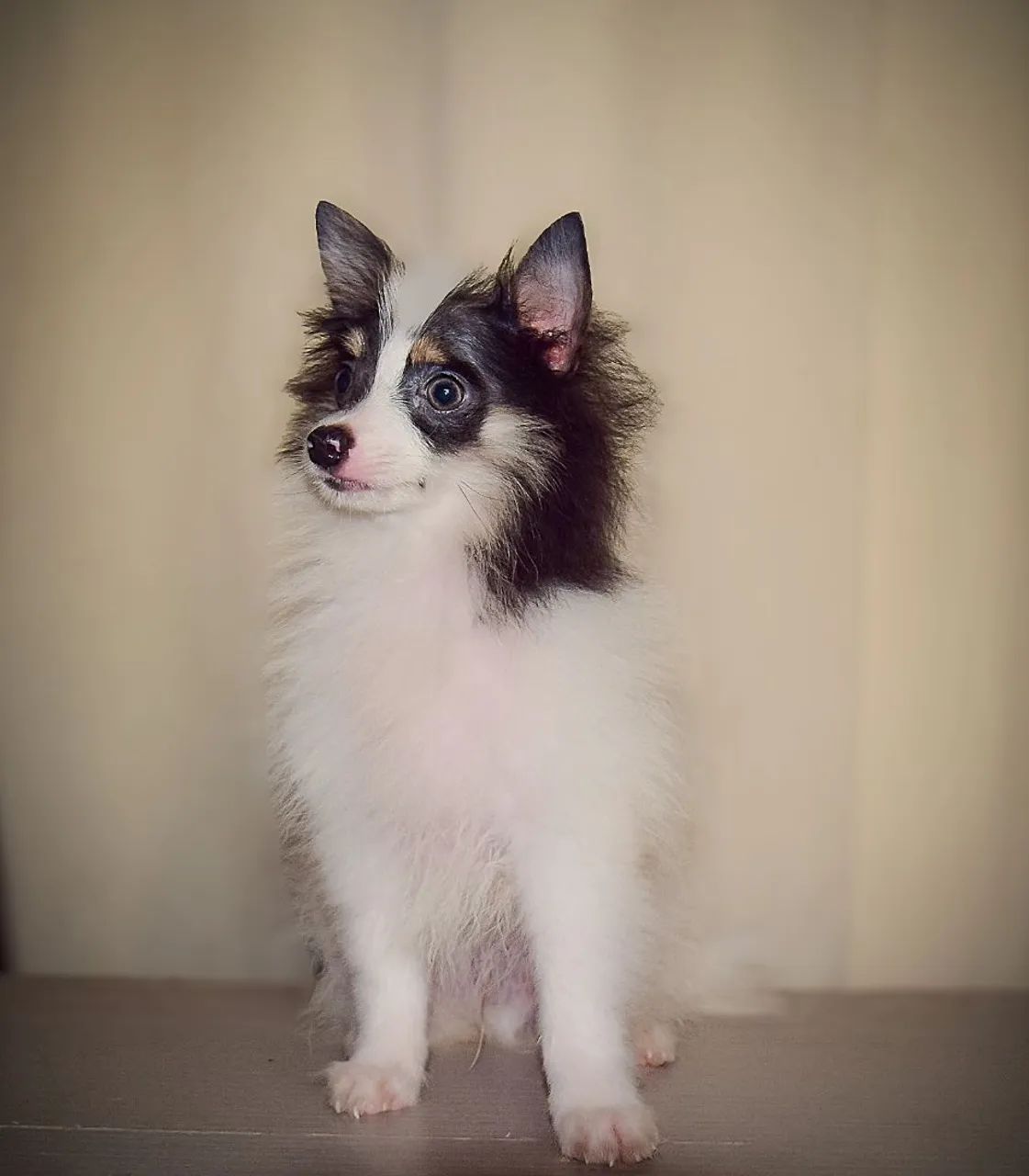 Vendo filhote de spitz alemão  - Foto 2