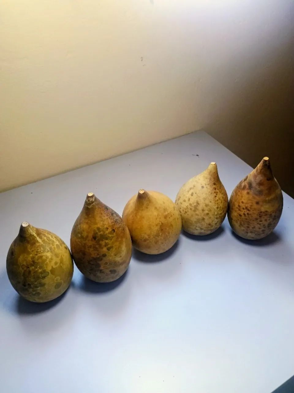 Mini cabaças a venda ! - Foto 5