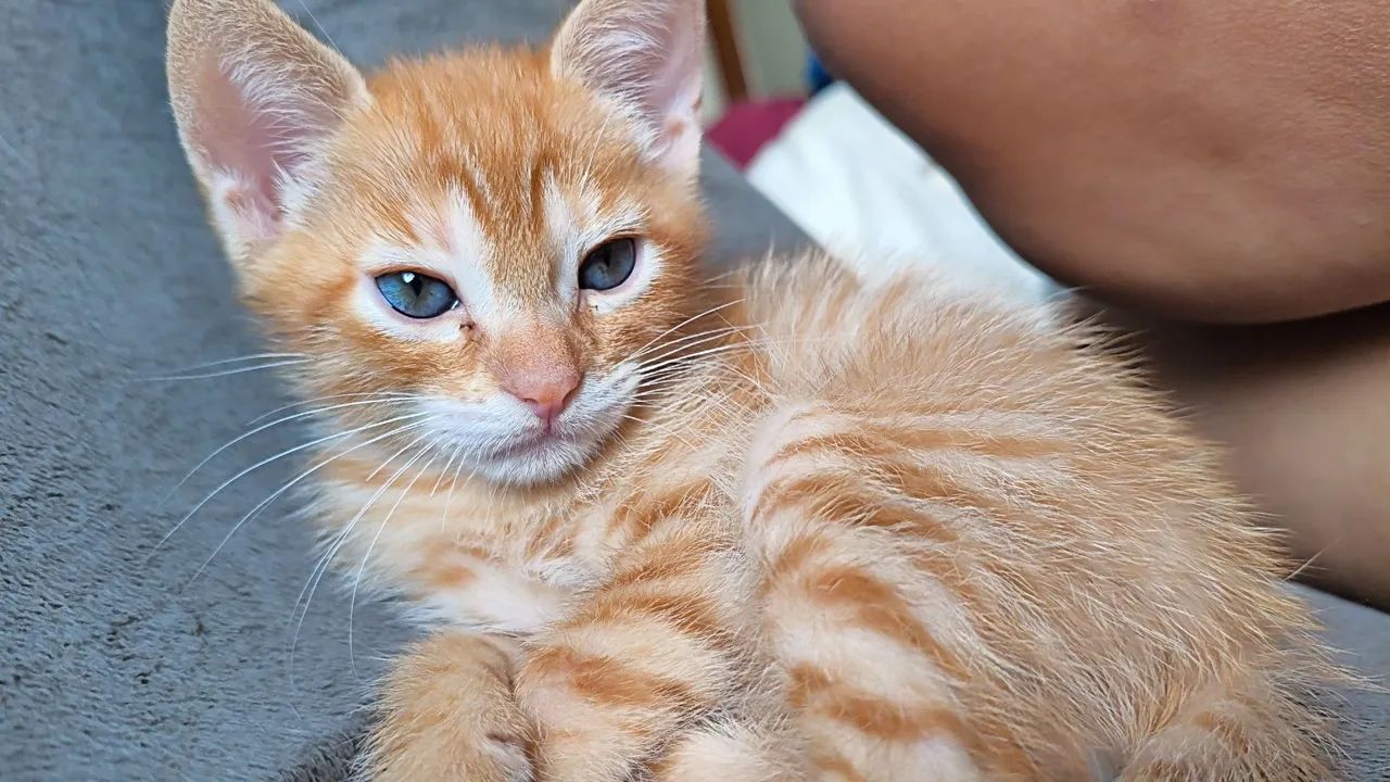 Gatinho filhote laranja - Foto 2