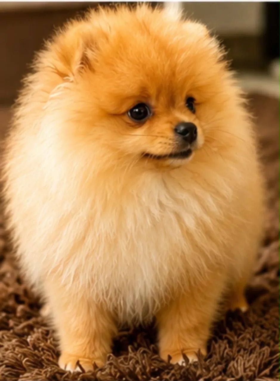 Spitz macho - Foto 3