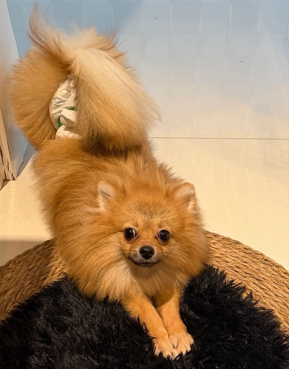 Spitz alemão  - Foto 2