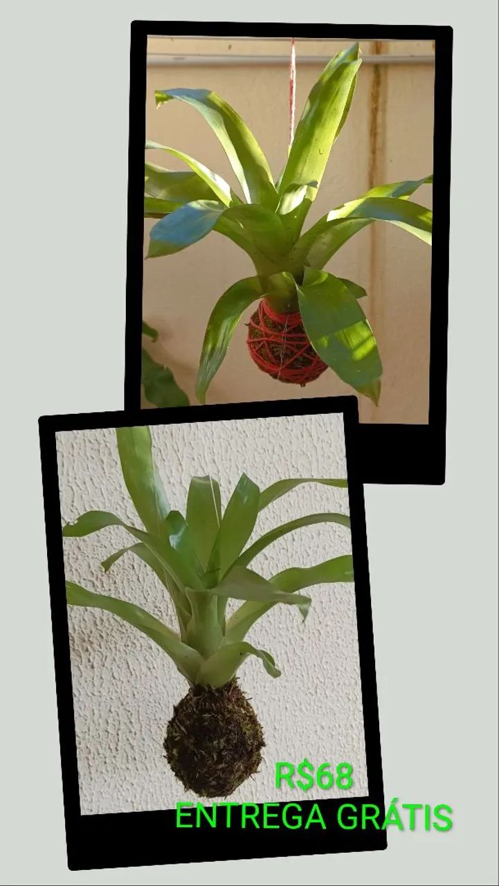 KOKEDAMAS  - Foto 2