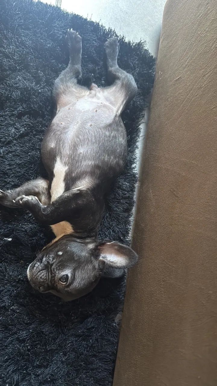 Bulldog francês - Foto 3
