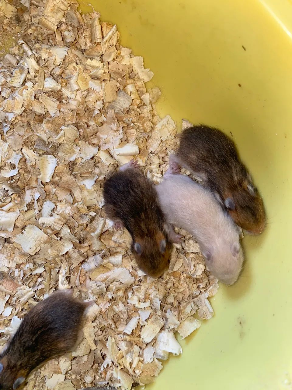 Hamster sírio doaç ão  - Foto 2