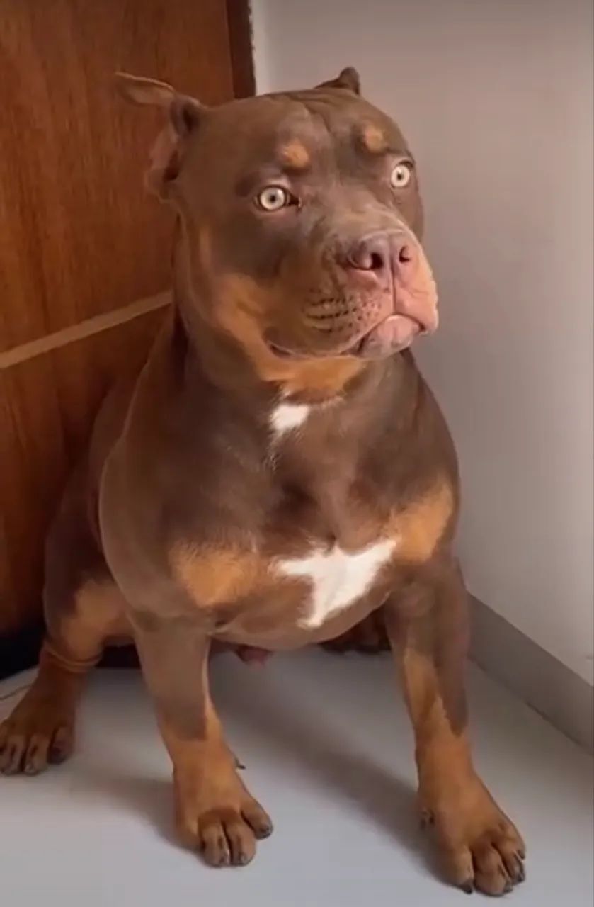 American Bully Cobertura - Macho Disponível  - Foto 5