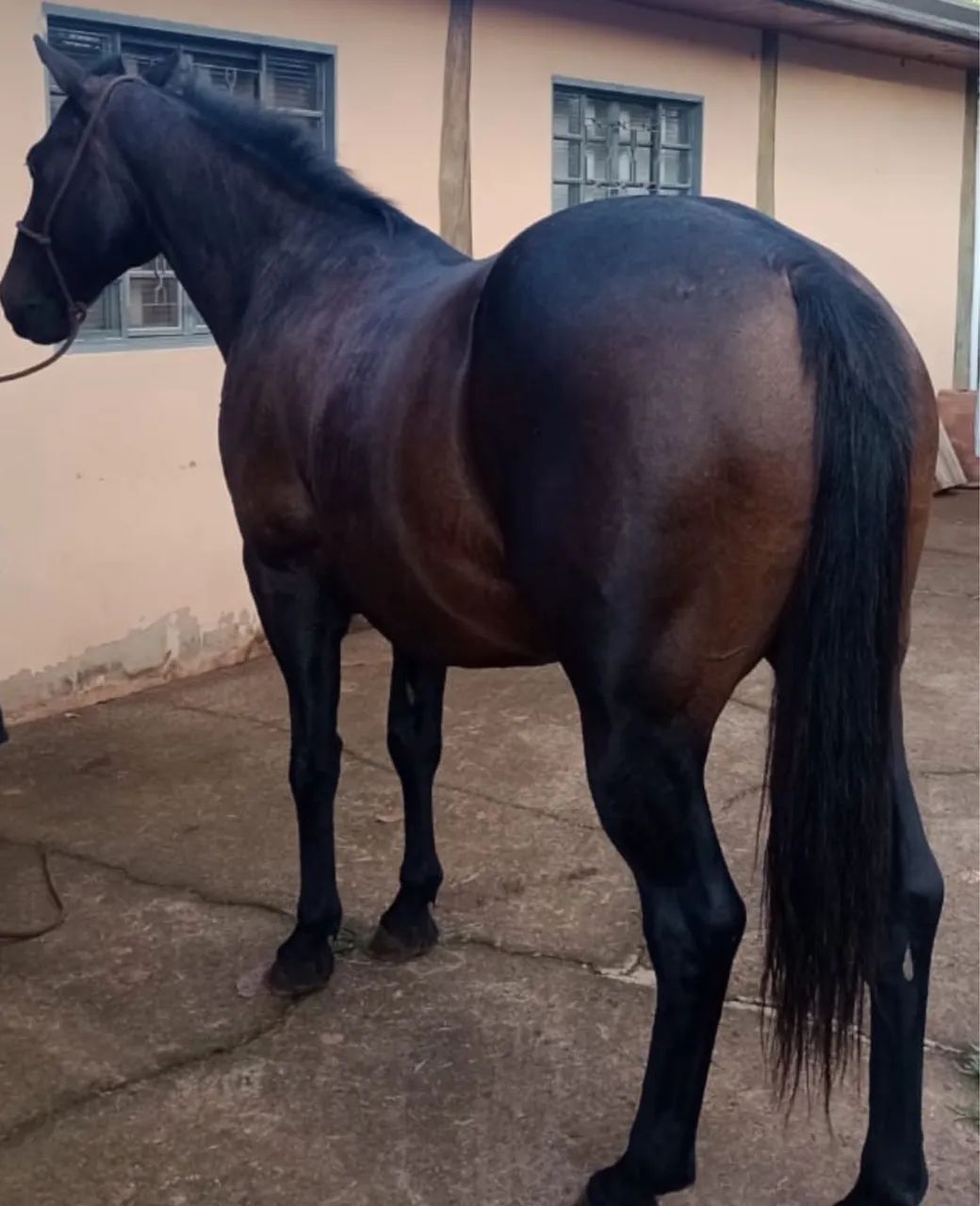 CAVALO QUARTO DE MILHA (Vendo Ou Troco)