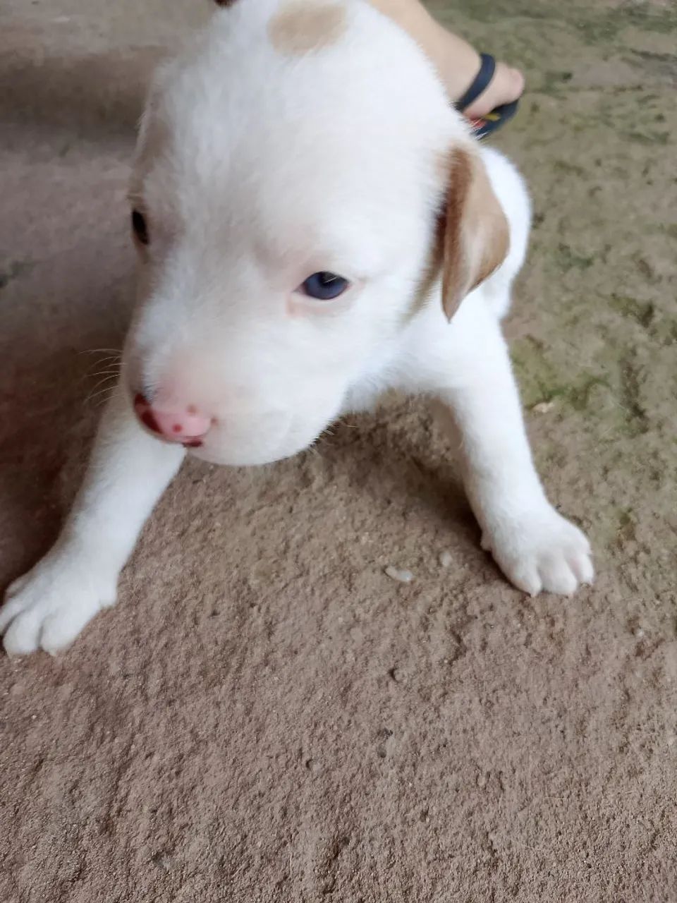 Filhotes para cão de guarda. - Foto 2