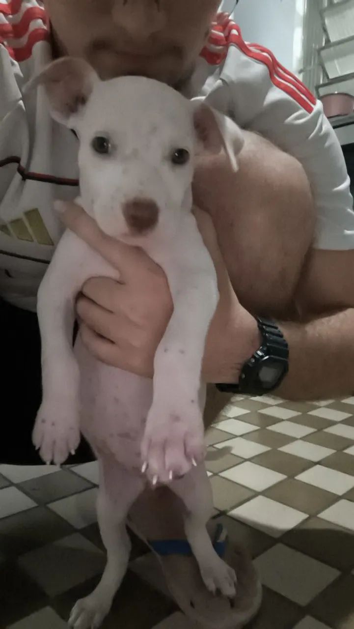 Filhotes