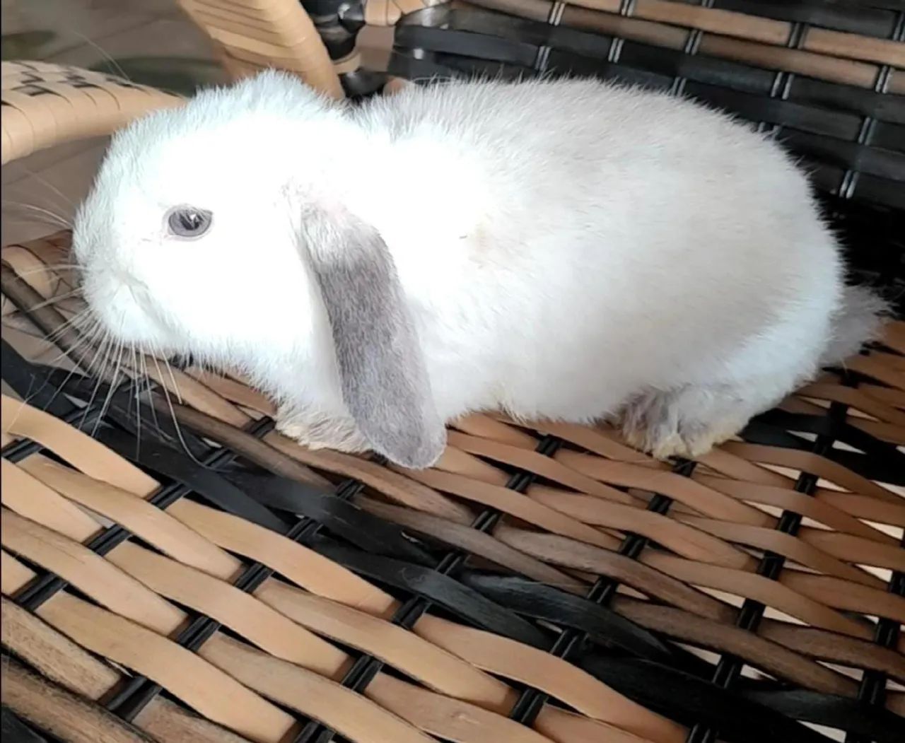 Vendo coelhos anão netherland padrão show,do tamanho da mão  - Foto 3