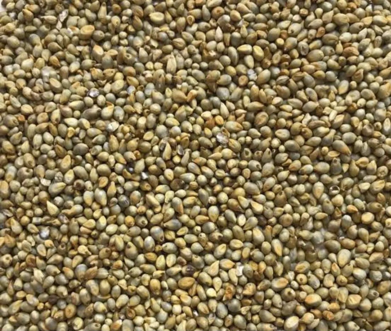 SEMENTE DE MILHETO BRS 1501 EMBRAPA - Foto 4