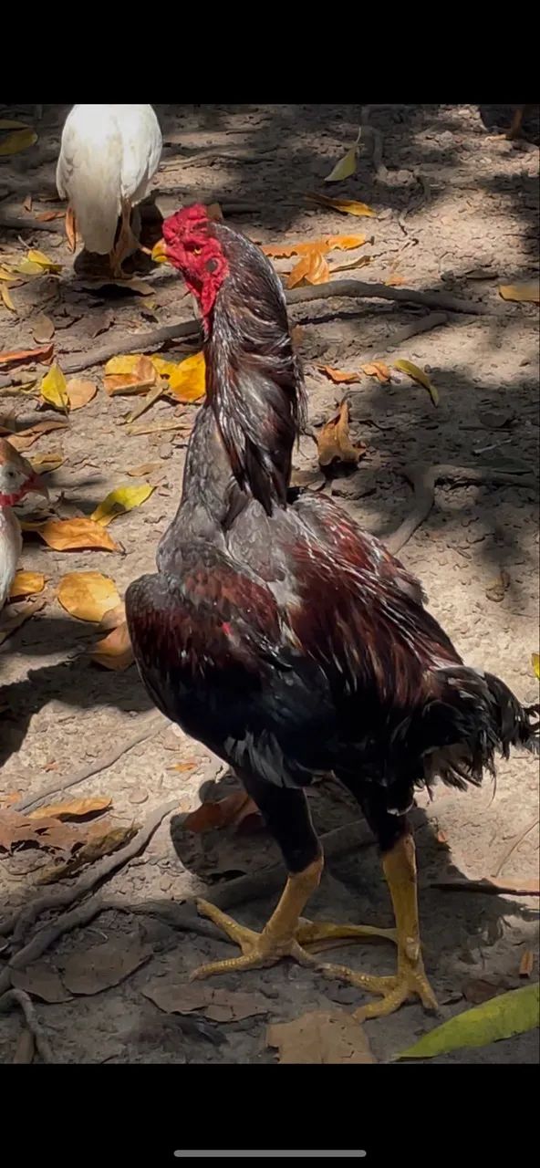 Frango