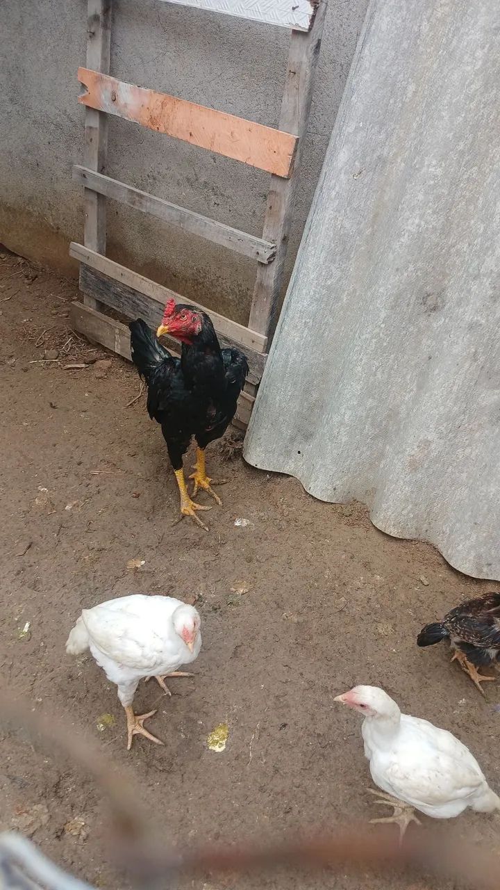 Veno frango top - Foto 3