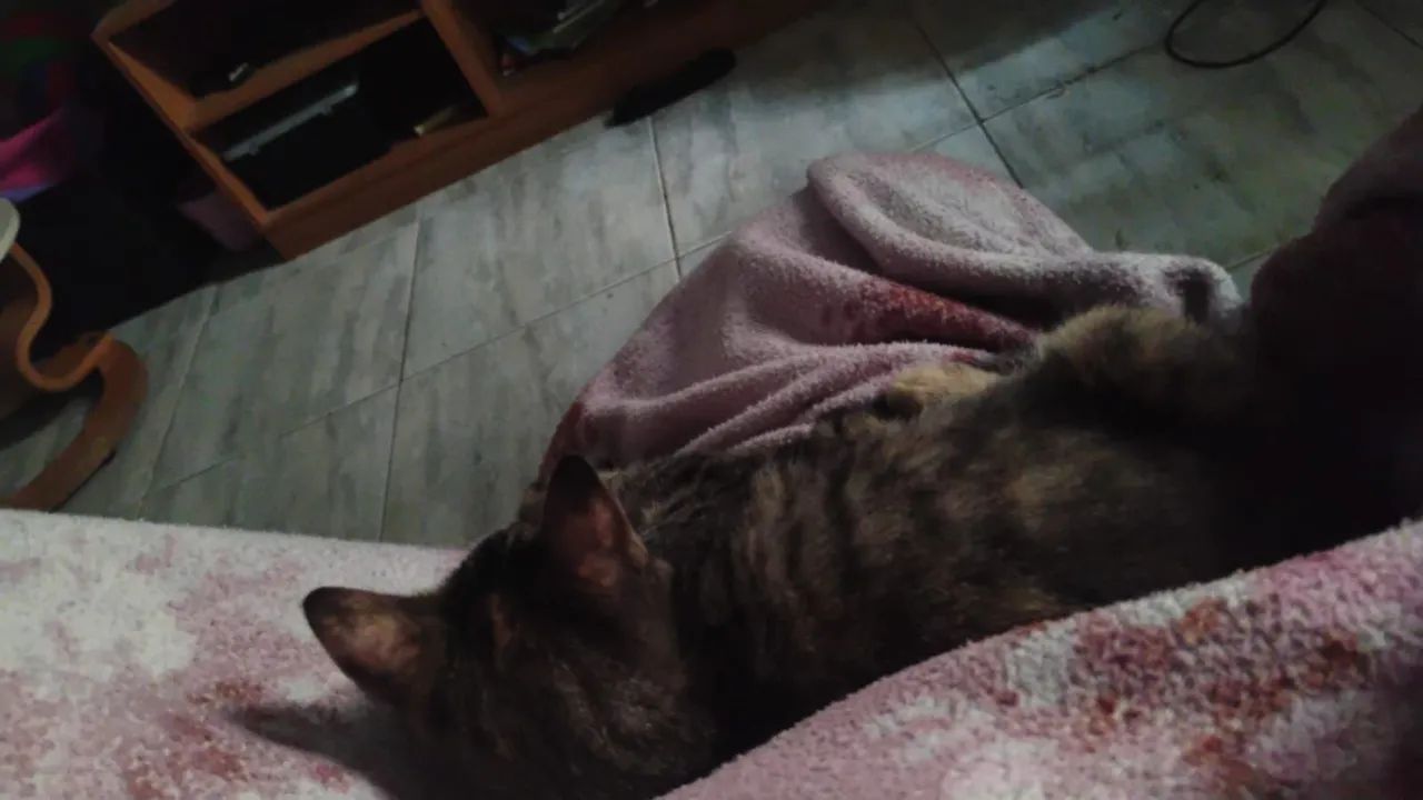 Doação Gatinha 