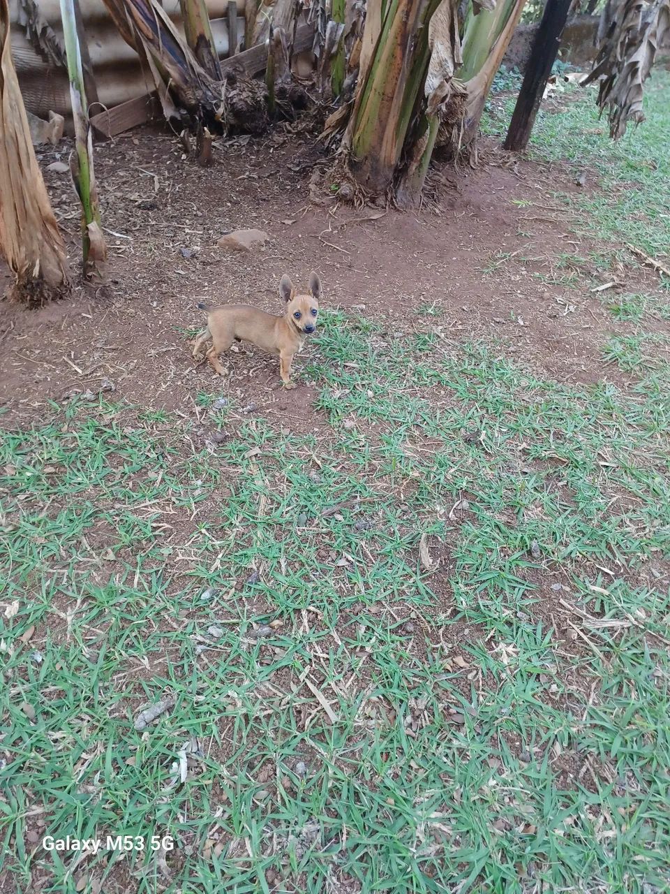 Pinscher macho (Divido no cartão)