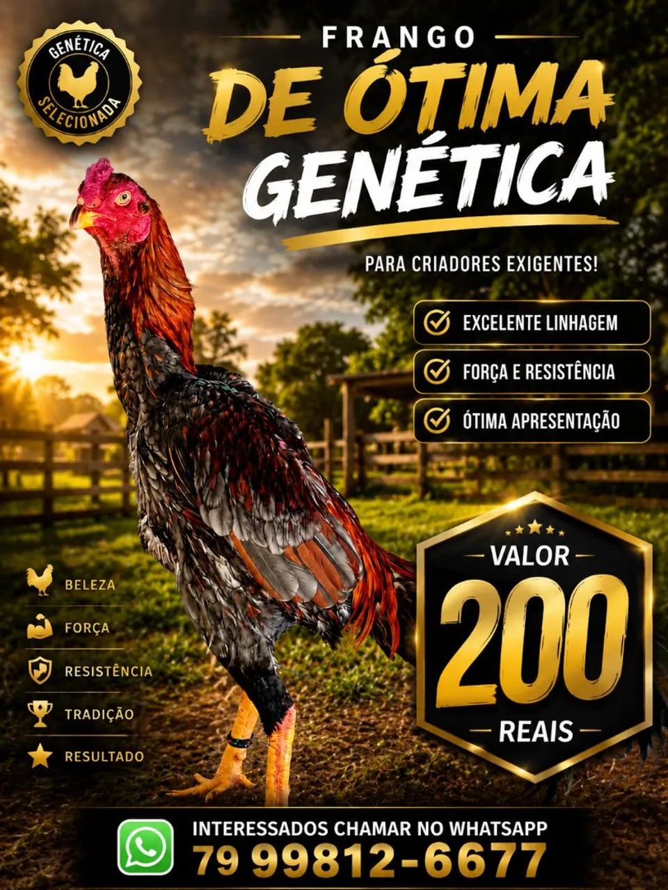 Frango de raça 