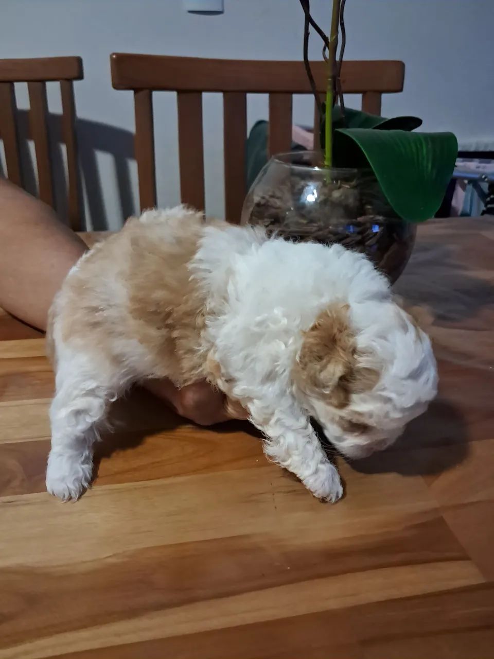 Filhotes de shih tzu  - Foto 4