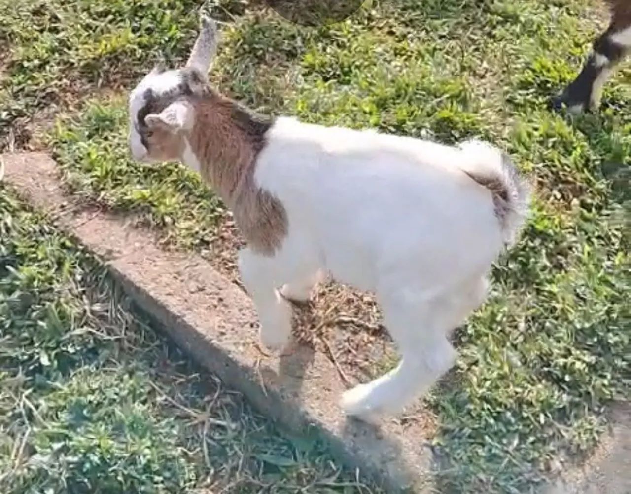 Mini Cabra PET - Foto 3