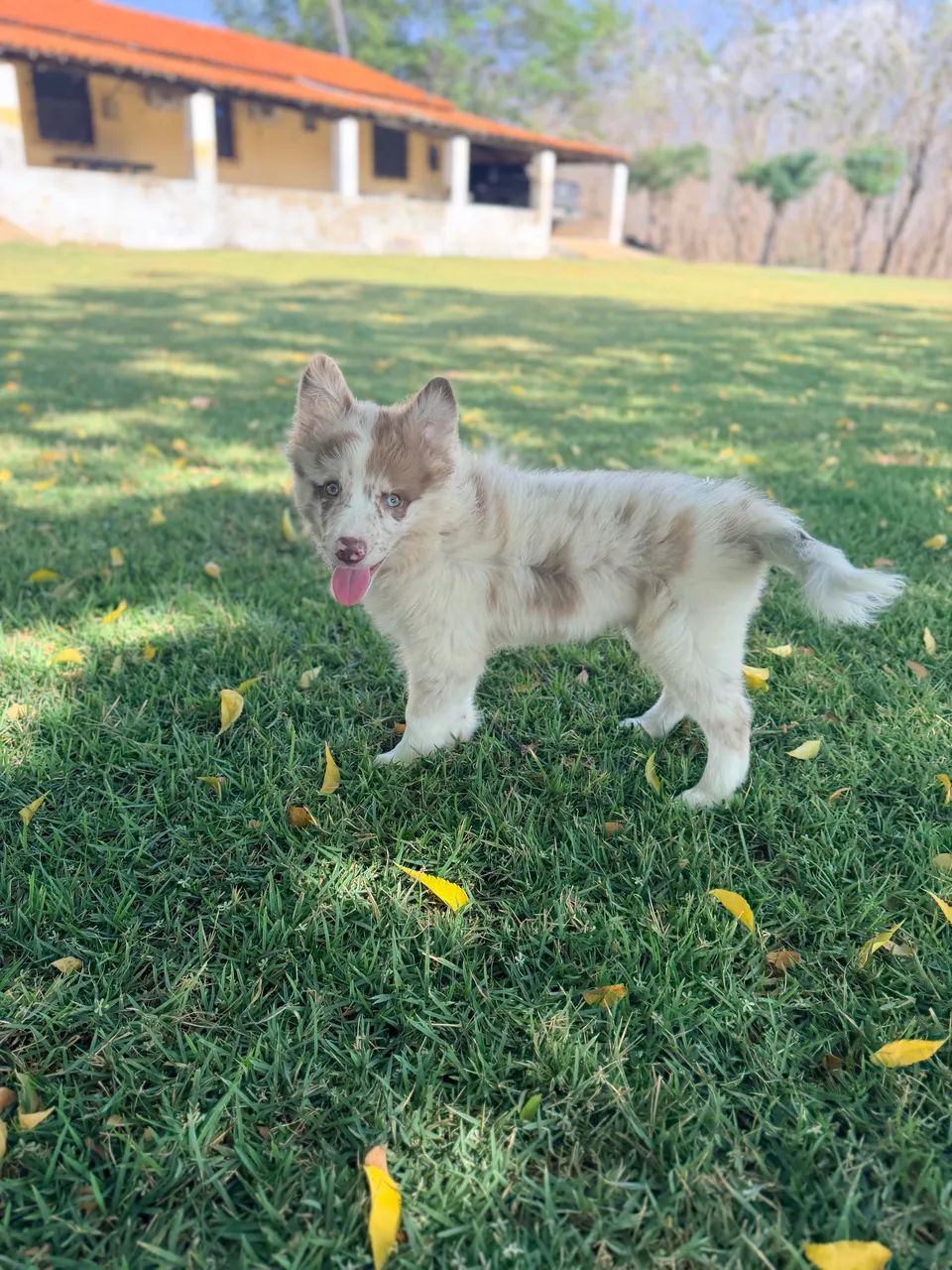 Filhotes de border collie - Foto 4