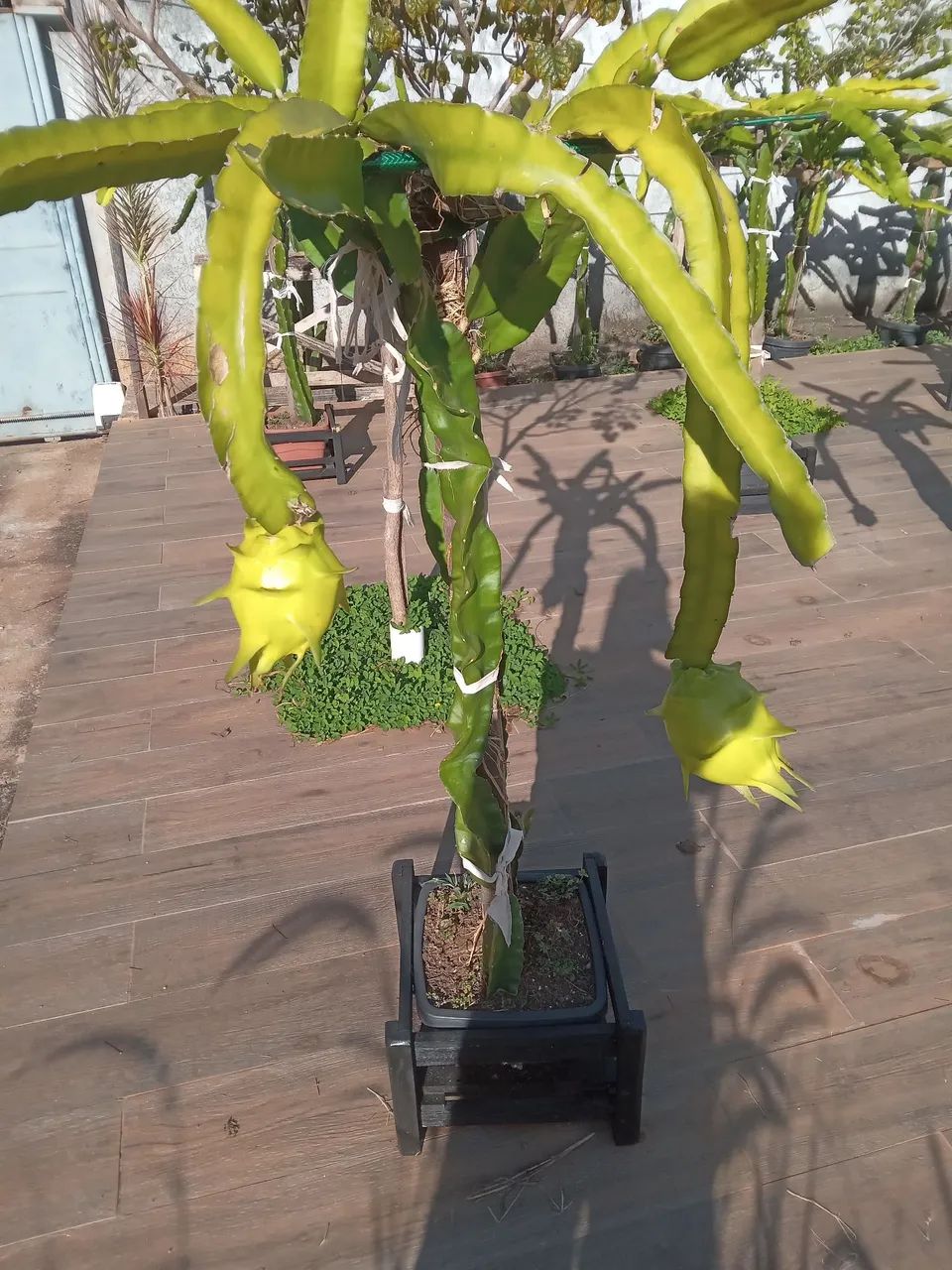Pitaia Roxa Branca Amarela no Balde  - Foto 5