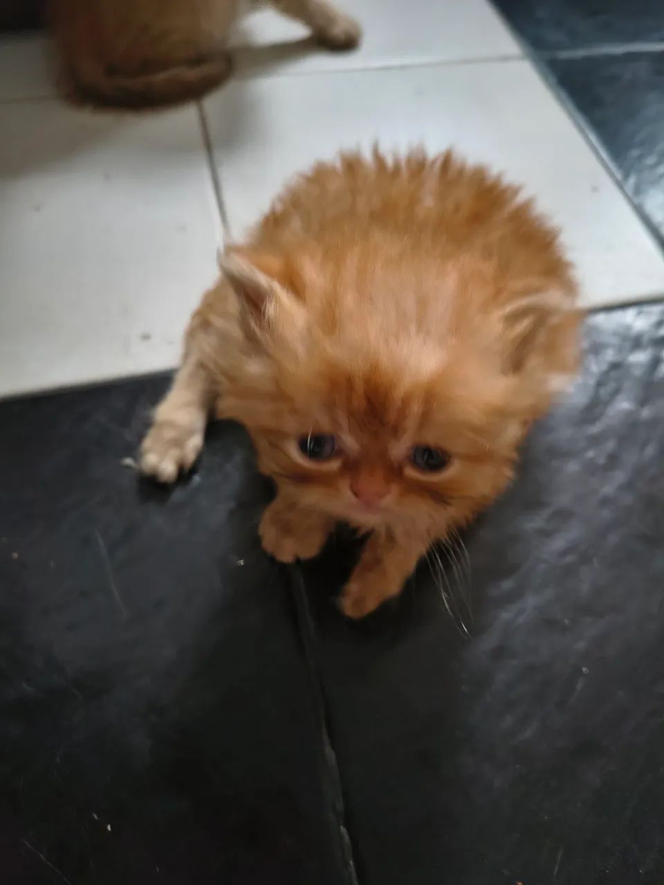 Filhote Persa 50 dias  - Foto 4