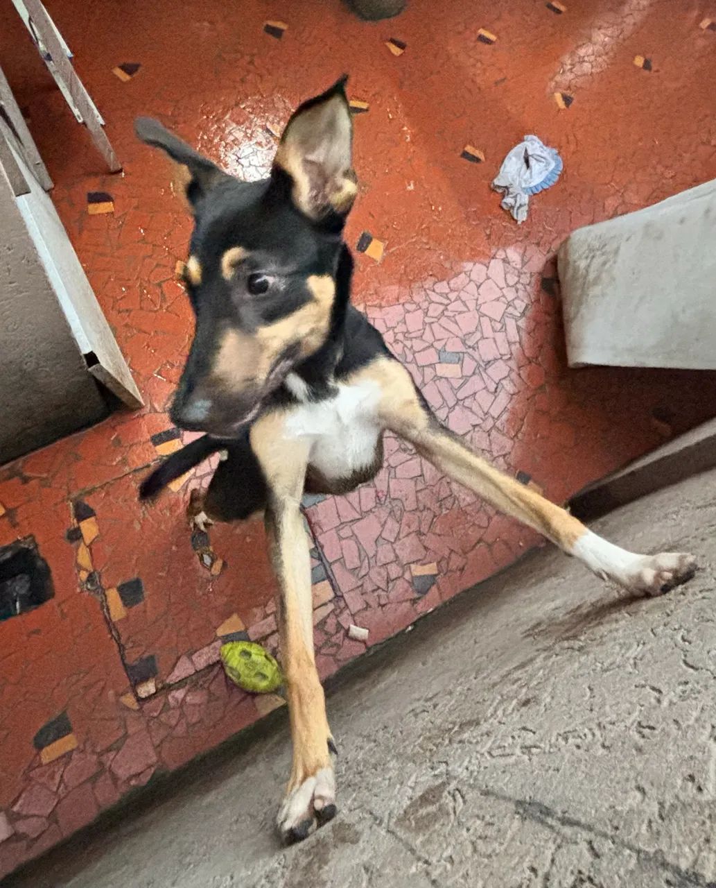     Linda Cachorrinha de Grande Porte Disponível para Adoção