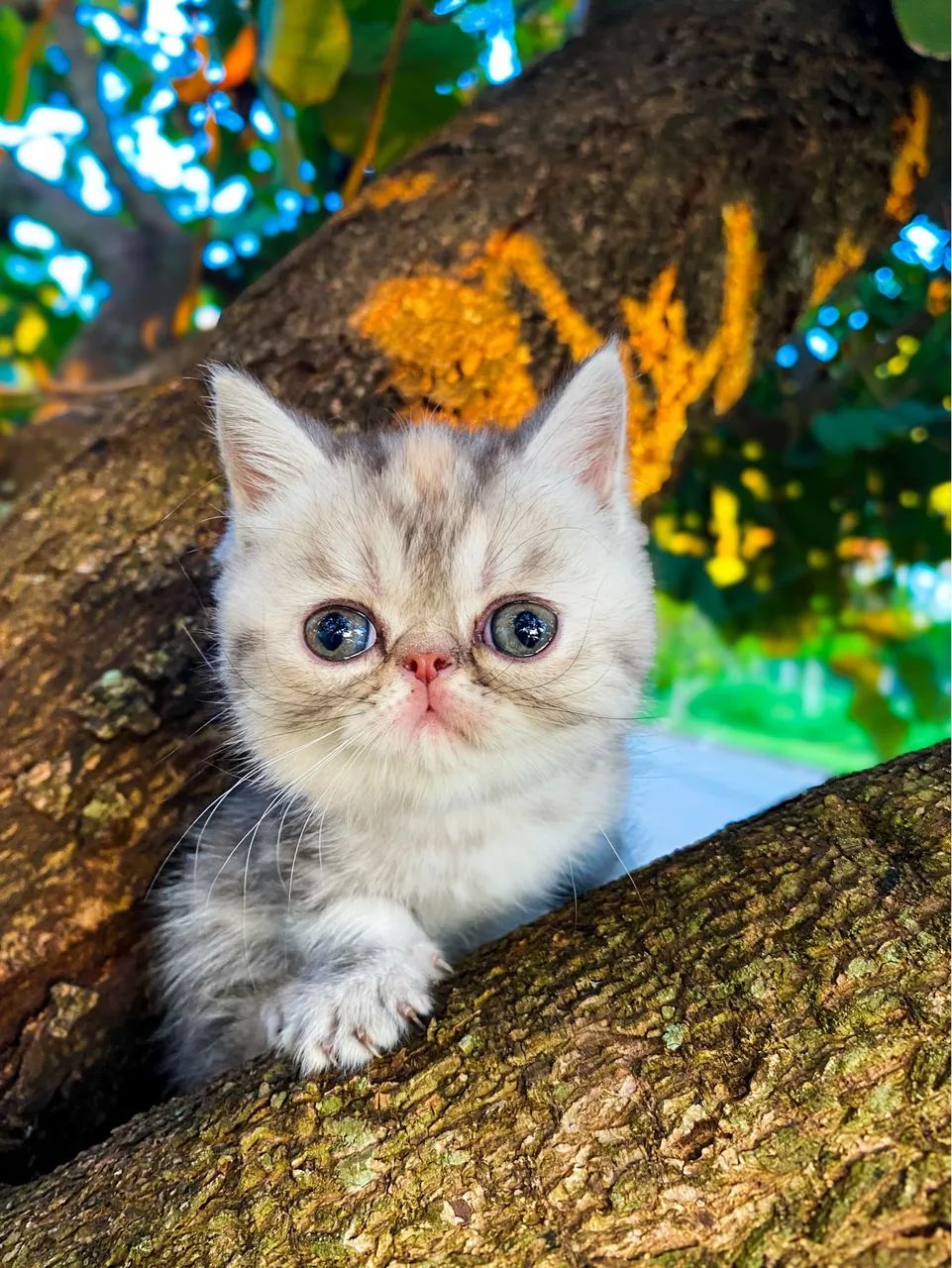 Gato Persa Exótico  - Foto 4