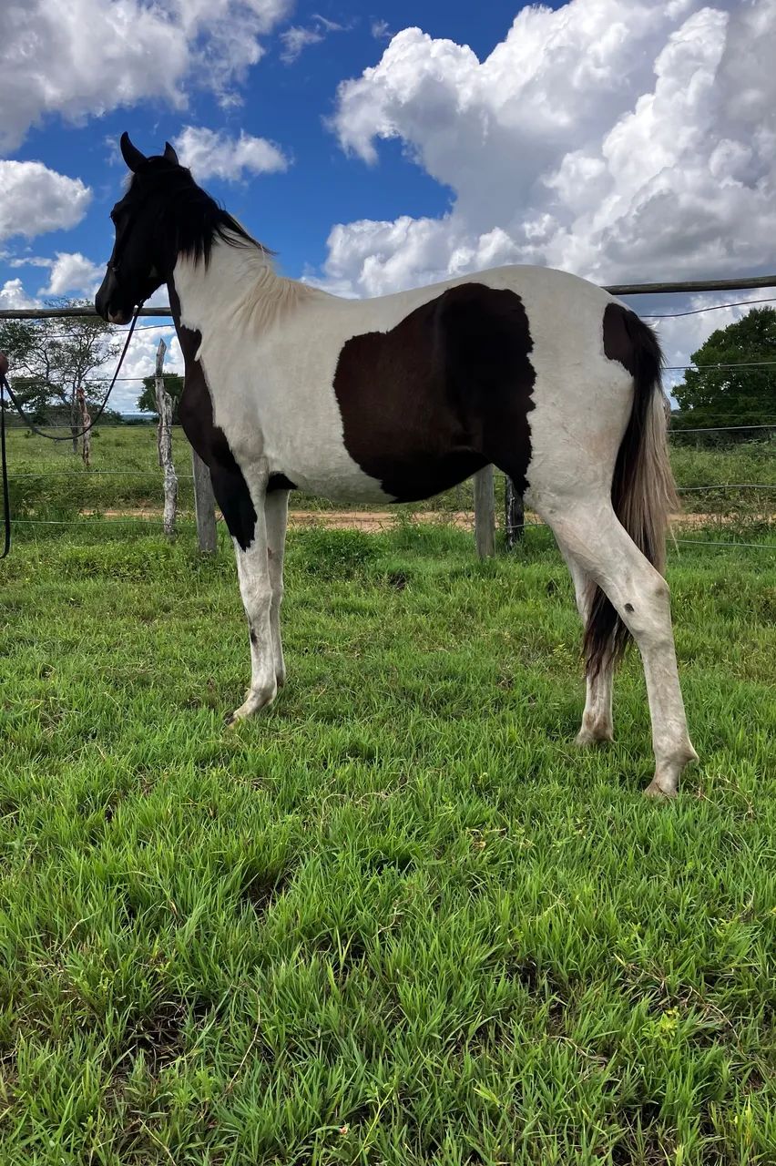 GENUÍNO DE PICADO - Foto 4