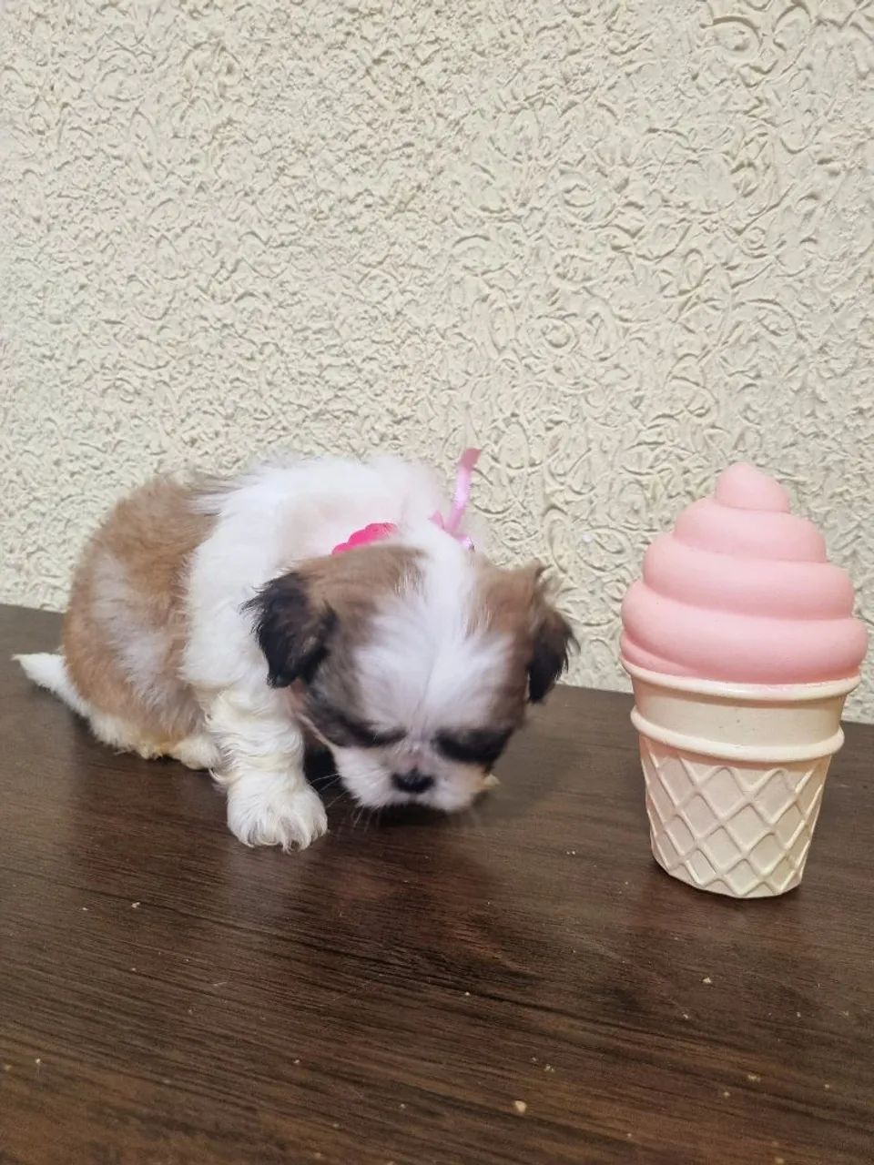 Shit Zu Fêmea e Machinho Mini  - Foto 4