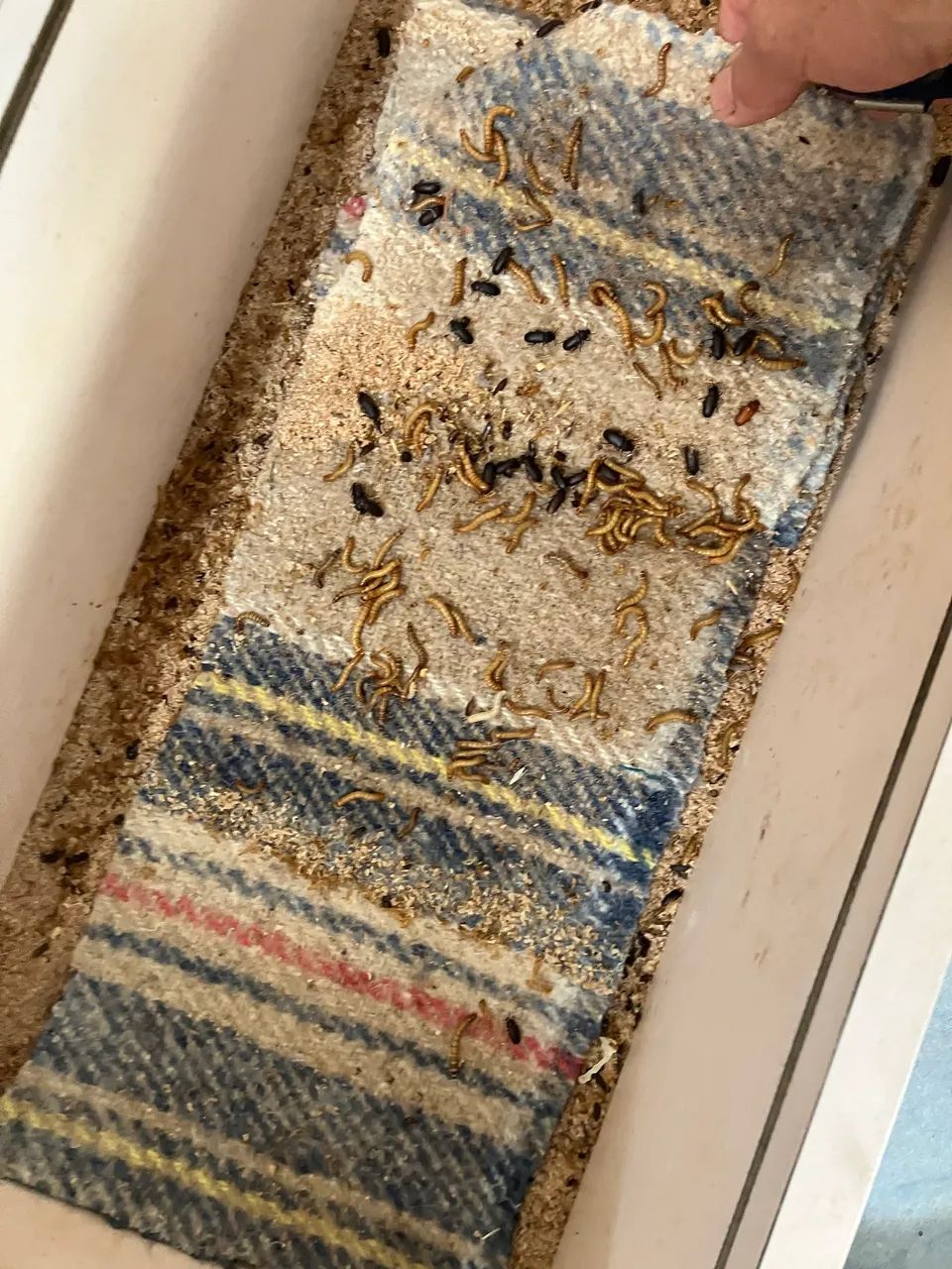 Caixa com tenebrios  - Foto 3