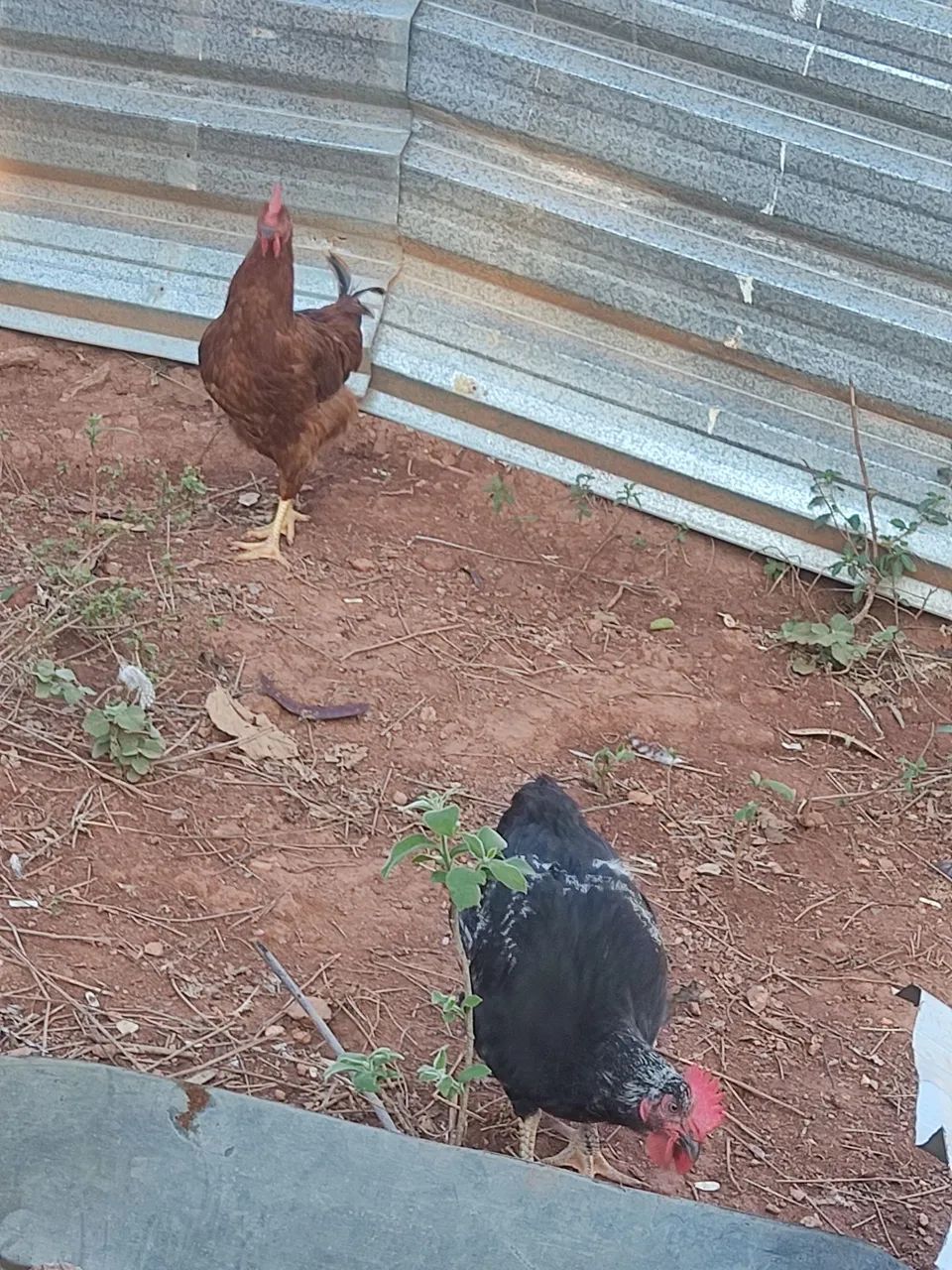 Frangos e patos 