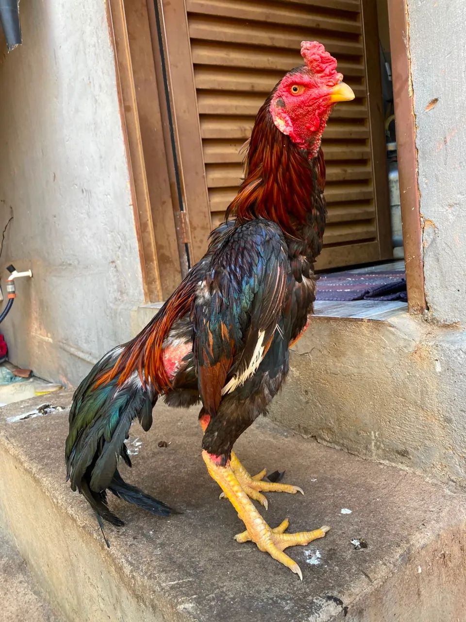 Vendo esses galos, os galos bons boa raça 