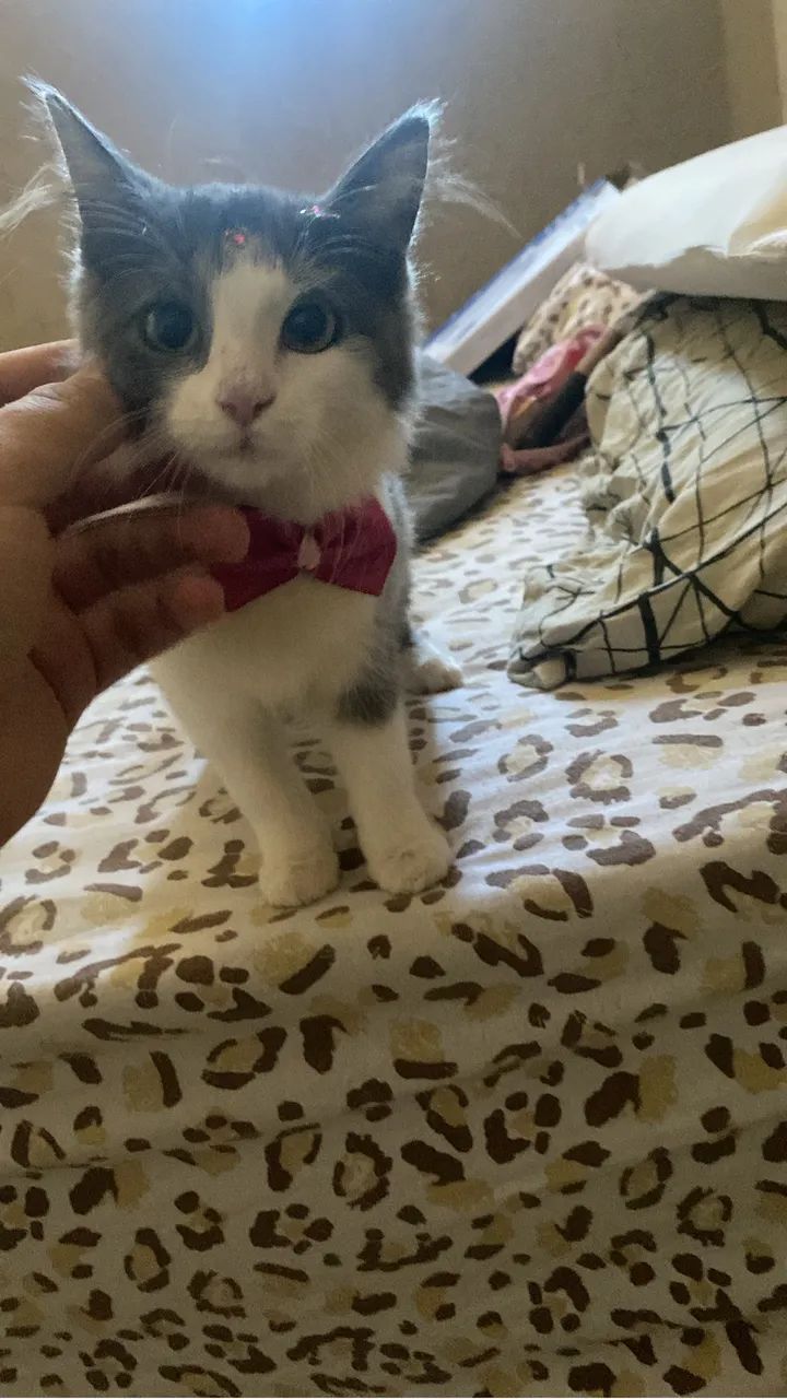 gata 5 meses - Foto 4