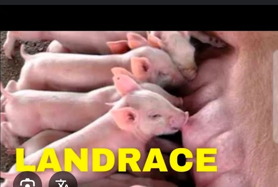 PORCO pietran - Foto 5