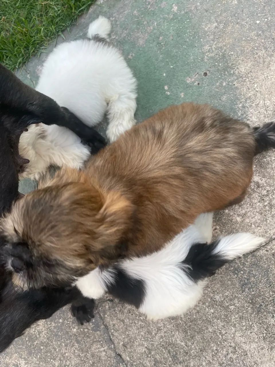 Shihtzu  - Foto 4