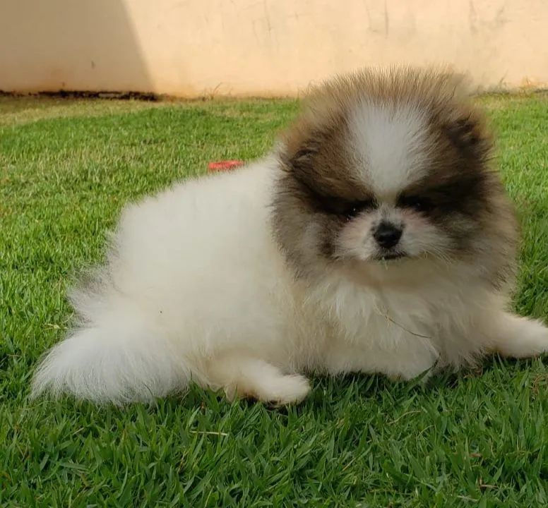 Spitz alemão macho  - Foto 2