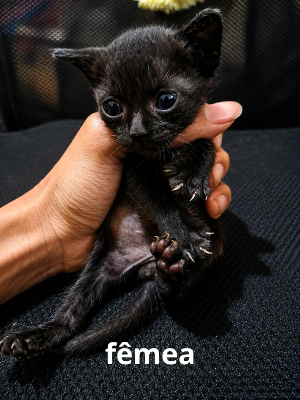 gatos
