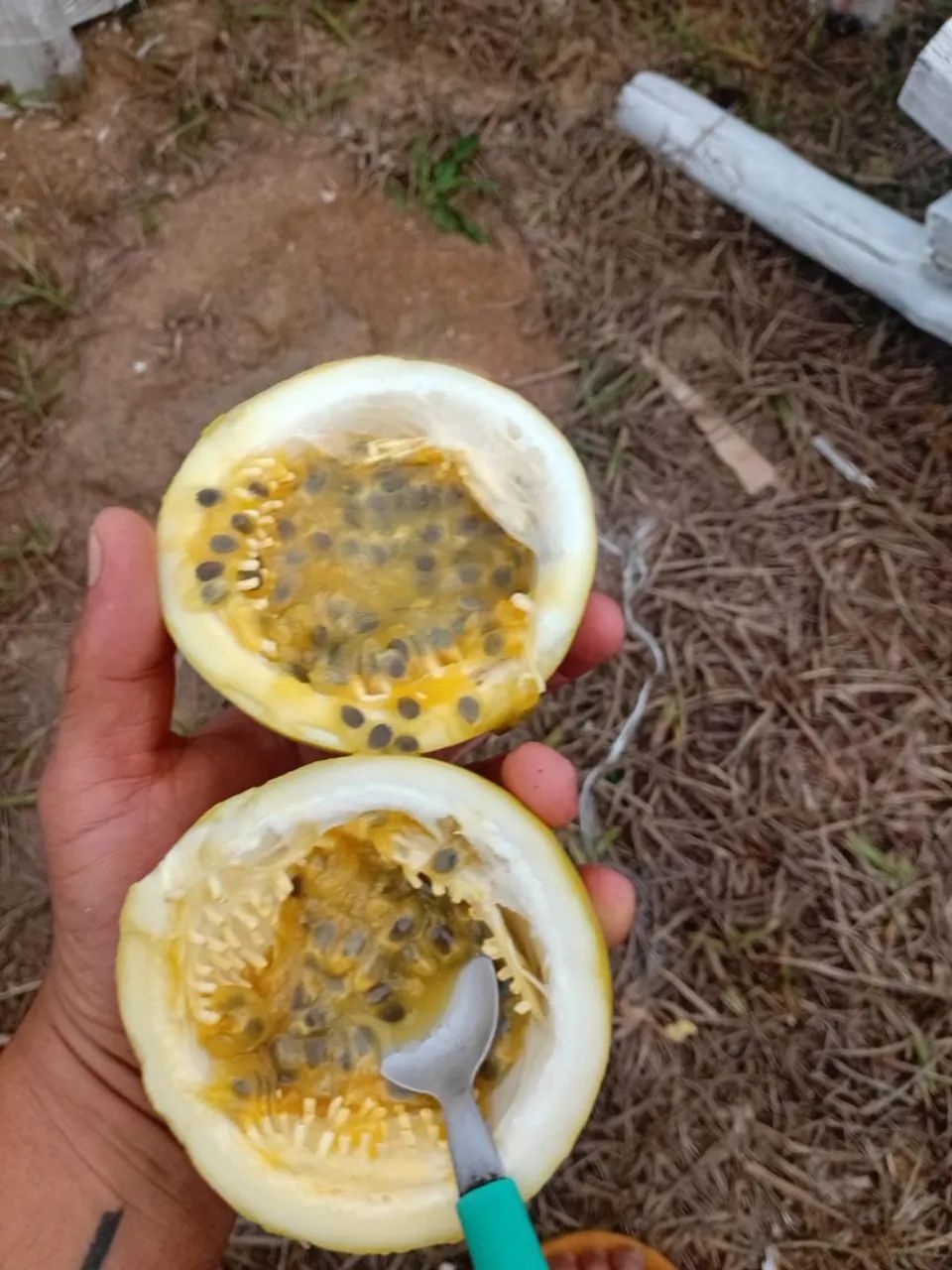 Polpa de maracujá congelada  - Foto 4