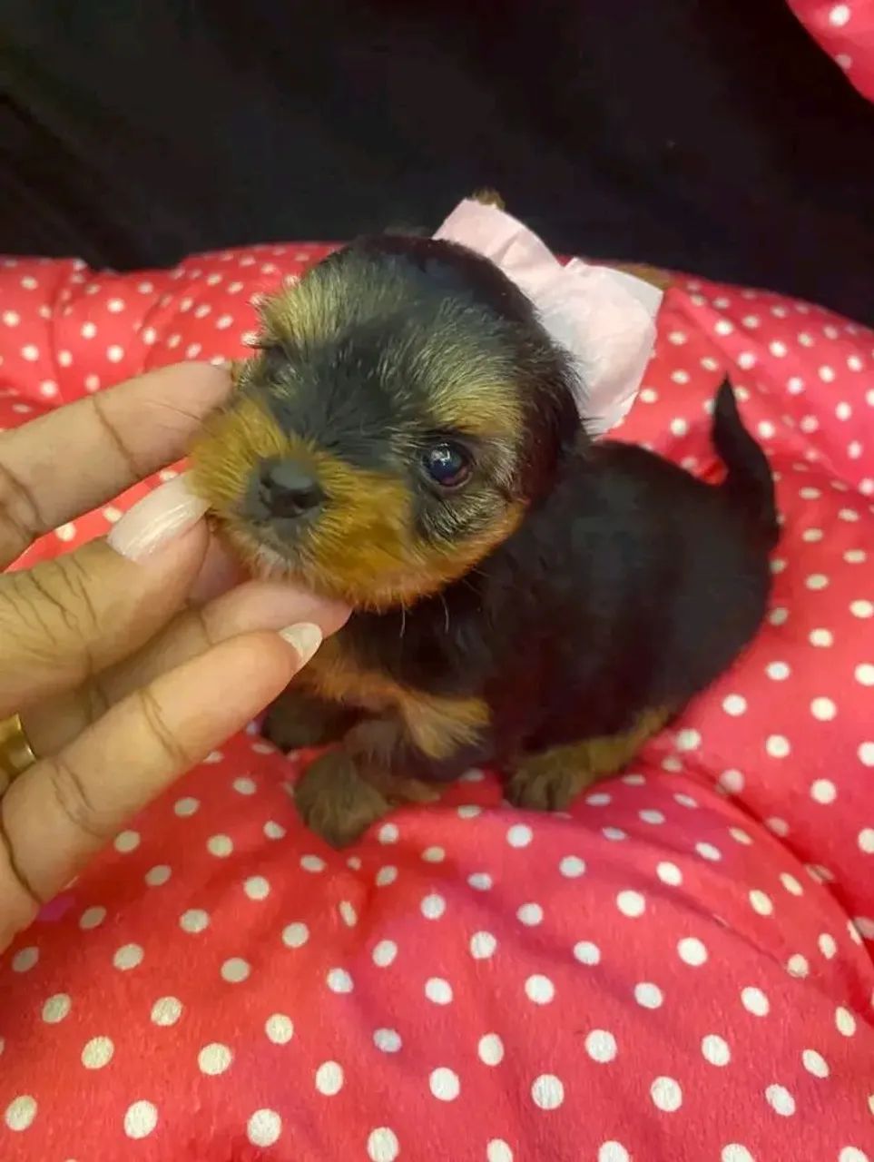 Yorkshire Mini Face 